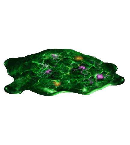 Micronoid Aggregate
