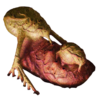 Chrysalis UFOPedia picture - OpenApoc cut