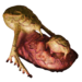 Chrysalis UFOPedia picture - OpenApoc cut