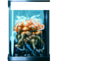 UP019.BDY - Hallucinoid autopsy