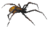 Giant Spider