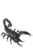Megascorpion