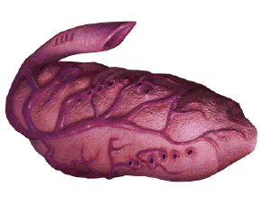 Multiworm-Egg.png