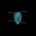 Thumbnail for version as of 00:47, 10 October 2013