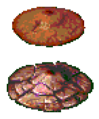 Thumbnail for version as of 13:20, 22 October 2023