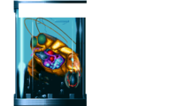 UP011.BDY - Lobsterman autopsy