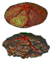 Thumbnail for version as of 13:20, 22 October 2023