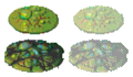 Thumbnail for version as of 13:21, 22 October 2023