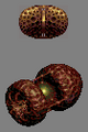 Thumbnail for version as of 16:42, 10 August 2022
